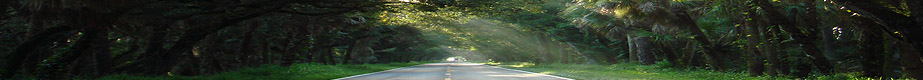treecanopy treecanopy